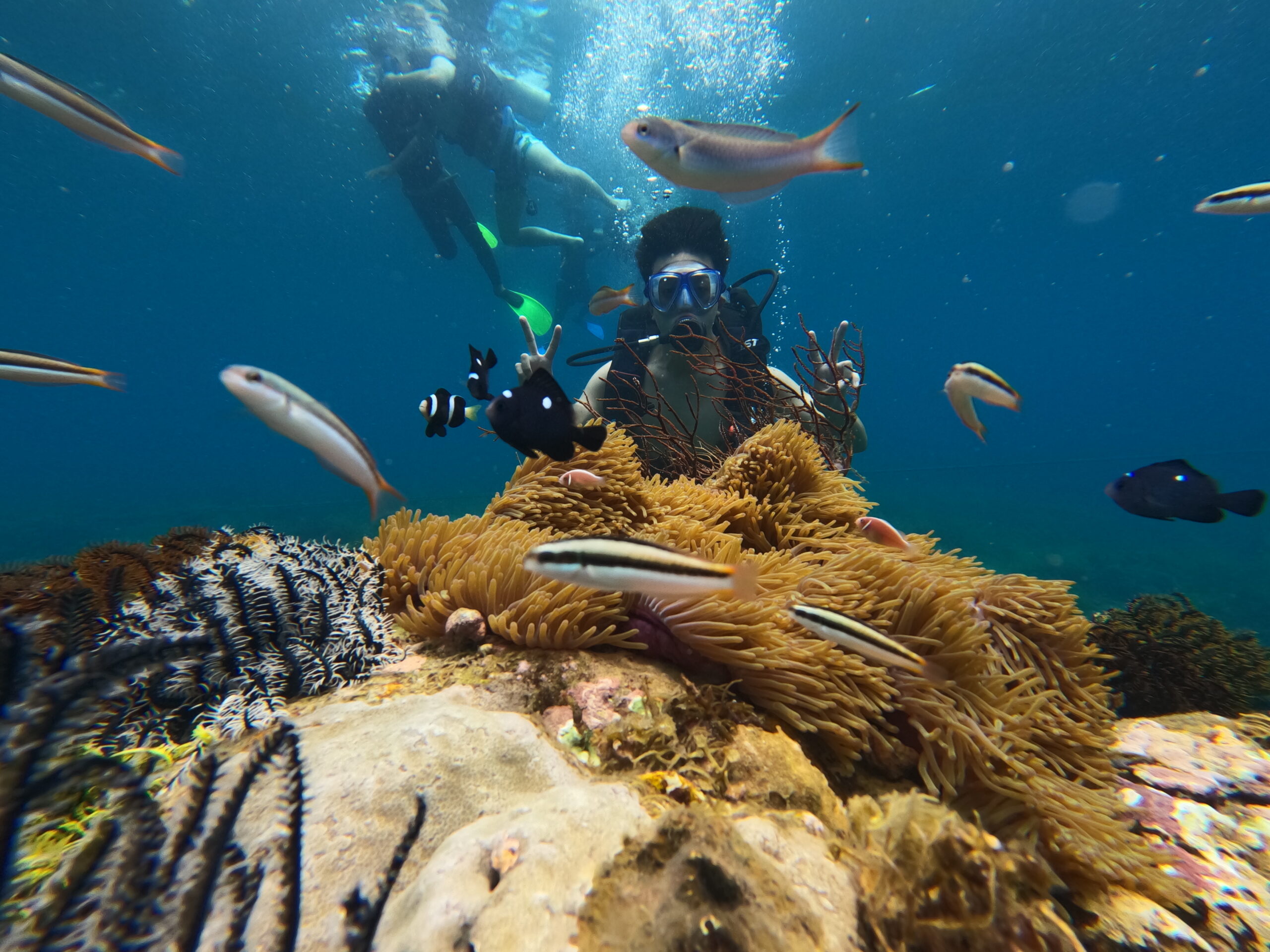 Lặn san hô tại Hòn Sẹo - Kỳ Co. Ảnh: Sea King Tourist