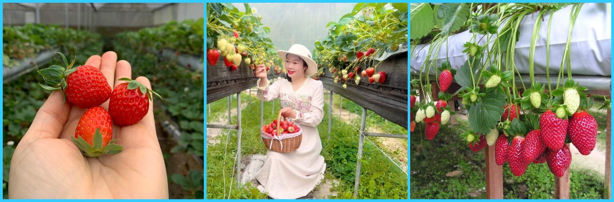 Tour Quy Nhơn - Đà lạt